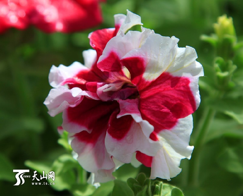 一八三團設施育苗基地百花爭艷