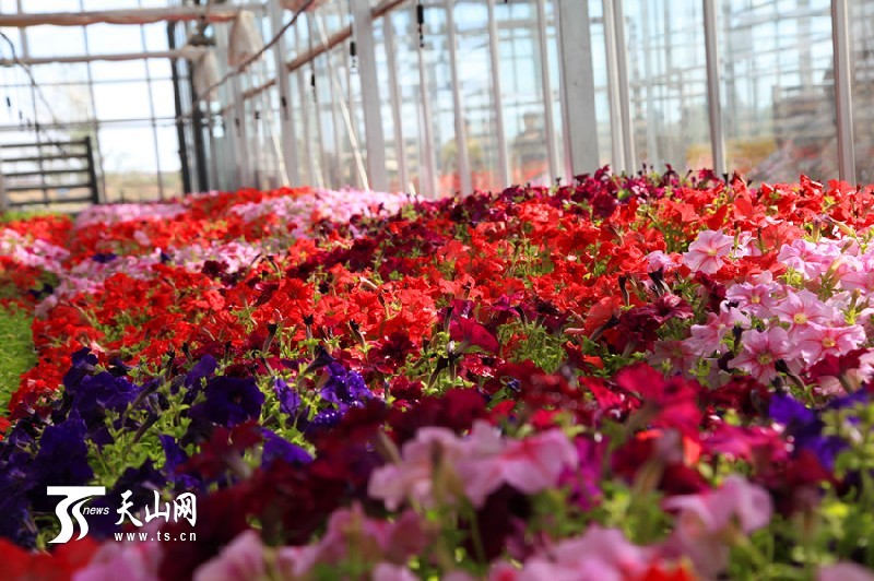 一八三團(tuán)設(shè)施育苗基地百花爭艷