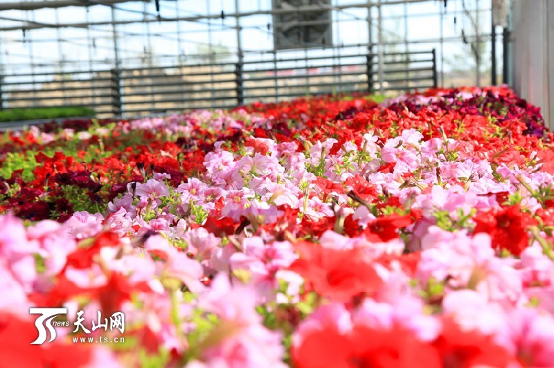 一八三團設施育苗基地百花爭艷