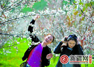 烏魯木齊縣甘溝鄉杏花節引八方來客