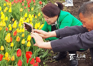 新疆昭蘇縣首屆郁金香文化旅游節開幕（圖）
