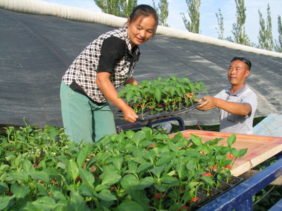 “三化”建設(shè)見證跨越發(fā)展體驗(yàn)兵團(tuán)農(nóng)二師魅力