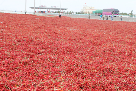 新疆沙灣縣舉辦首屆辣椒節