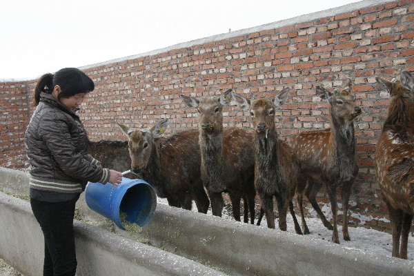 和布克賽爾縣莫特格鄉扶持農戶發展鹿產業