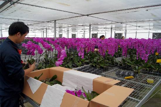 新疆兵團六師共青團農場設施農業助力職工增收致富