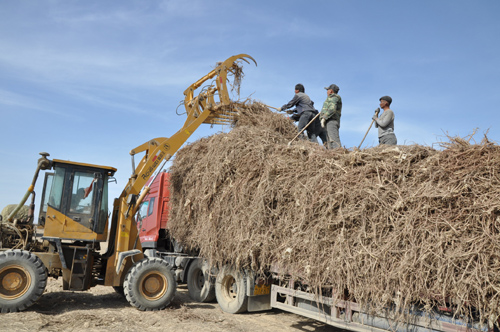 查和特鄉收獲甘草