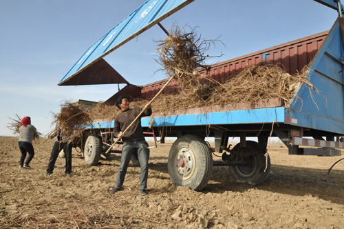 查和特鄉收獲甘草