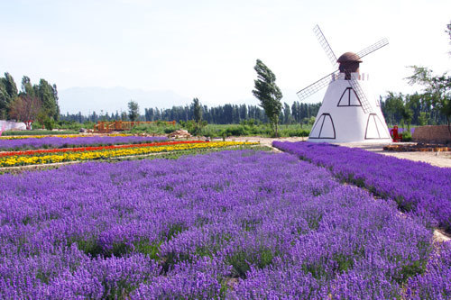 紫色飄香 特色旅游 文化霍城