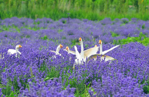 紫色飄香 特色旅游 文化霍城