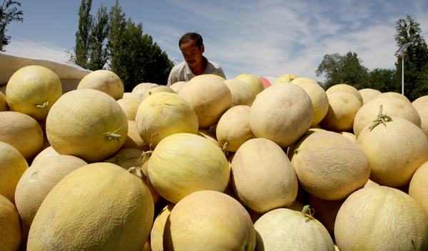 烏爾禾魔鬼城邊瓜滯銷