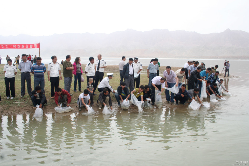 新疆首次放流8500尾大規格新疆大頭魚