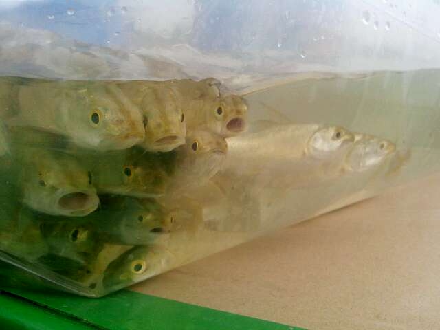 新疆首次放流8500尾大規格新疆大頭魚