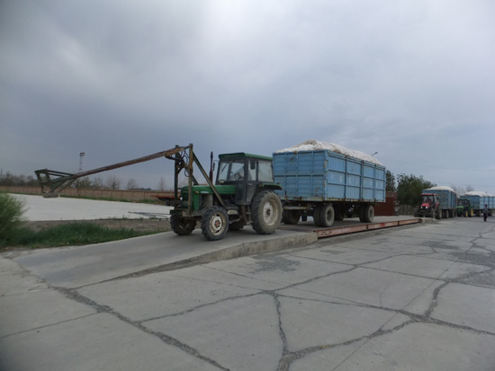 第七師一二五團軋花廠開始新一年的收花