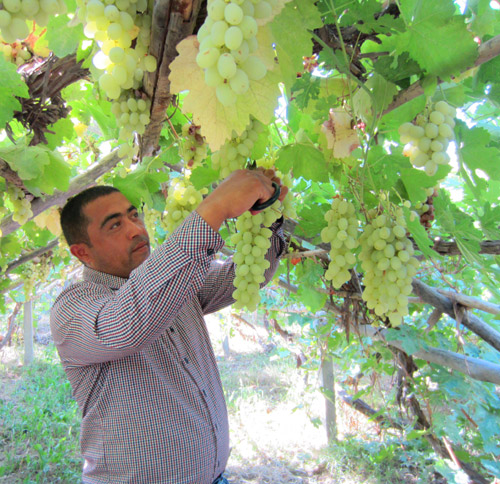 紅旗農場:木納格葡萄豐收了