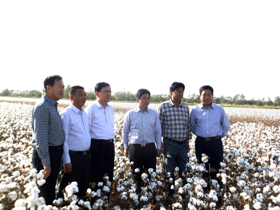 第七師一二五團機采棉采收拉開帷幕 兵團副司令孔星隆親臨現場