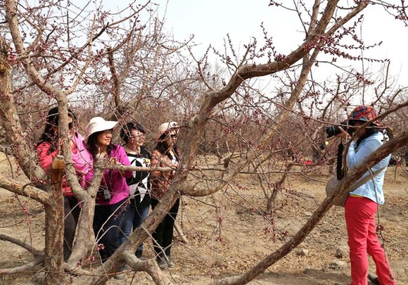 走進新疆第一春托克遜賞杏