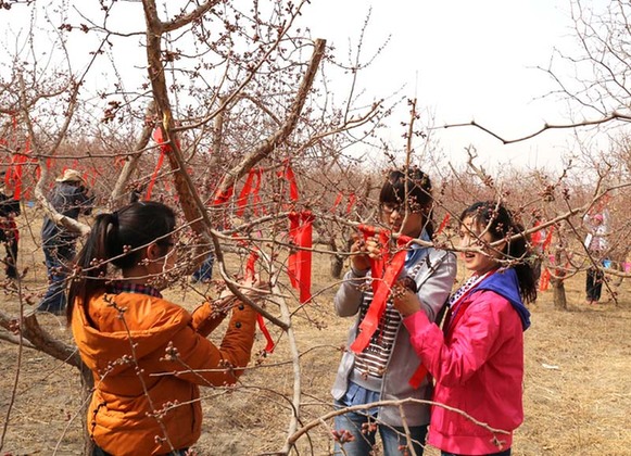 走進新疆第一春托克遜賞杏