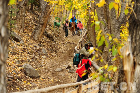 西藏林芝主打旅游生態牌 將成經濟發展主導產業