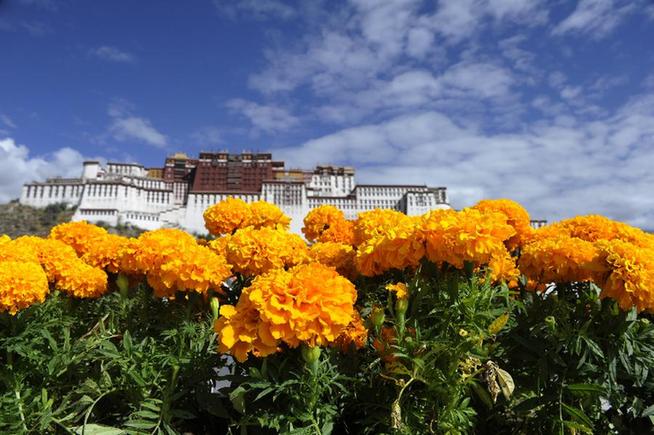 六萬盆鮮花裝點節日拉薩