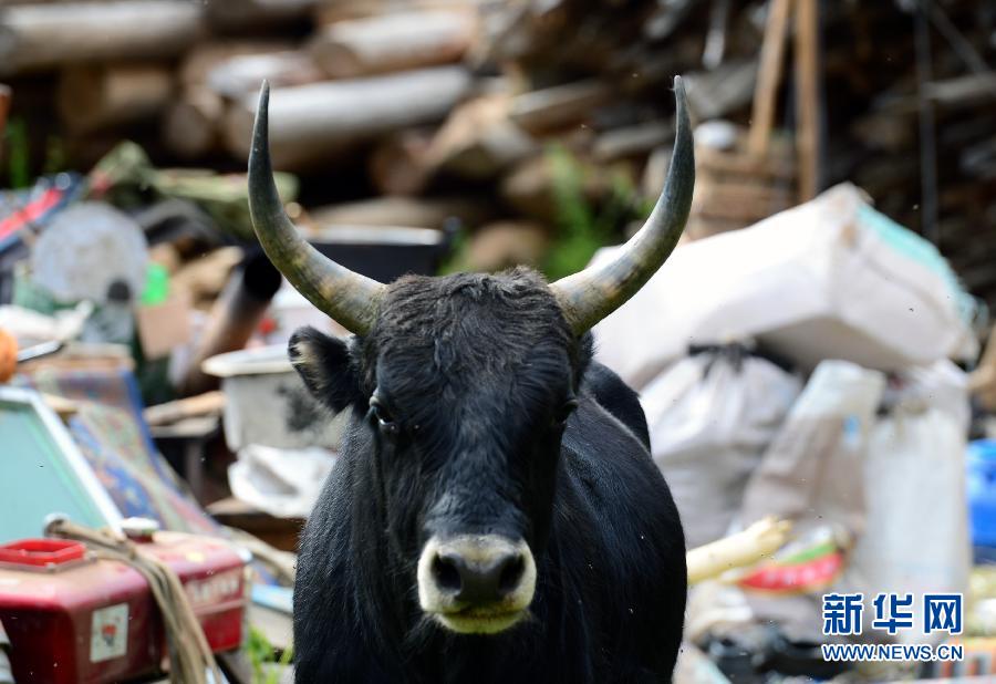 昌都地震災(zāi)區(qū)救災(zāi)穩(wěn)步推進(jìn)