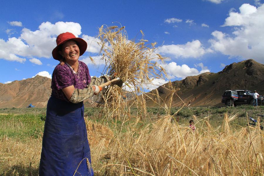 “后藏糧倉”秋收忙