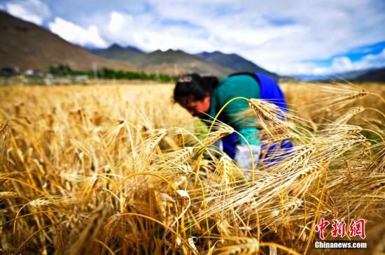 西藏今年產糧98.5萬噸用農藥978噸