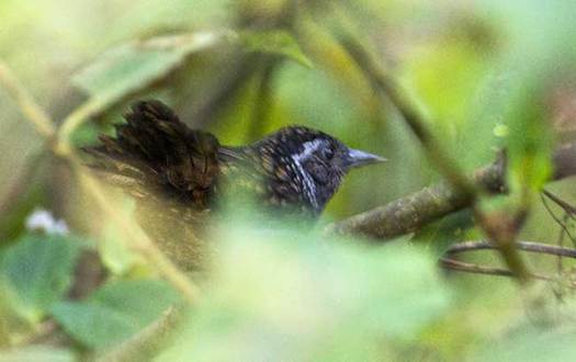 西藏生物影像調查機構在墨脫發現一中國鳥類新紀錄