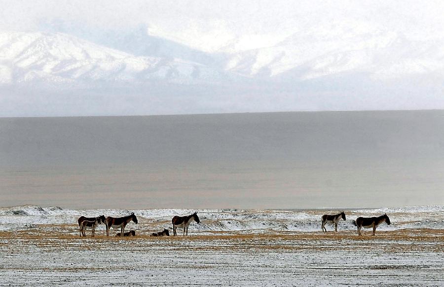 西藏:高原生態(tài)系統(tǒng)總體趨好
