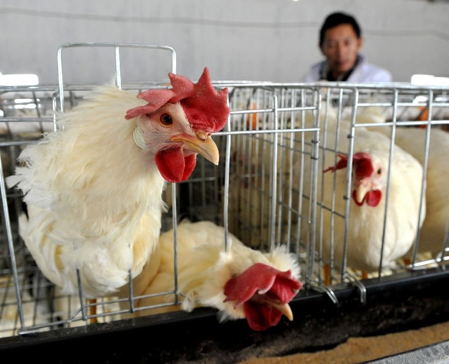 西藏農牧民增收從單一農牧業走向多元