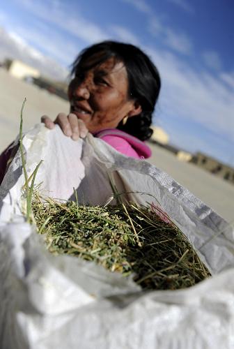 西藏阿里：生態經濟助農牧民增收