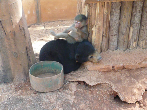 狒狒、馬來熊跨種族手足情