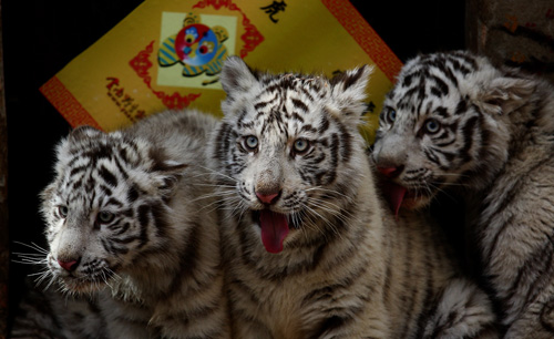 白虎認養儀式　虎寶寶很享福（圖）