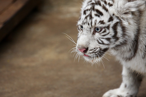 白虎認養儀式 虎寶寶很享福(圖)
