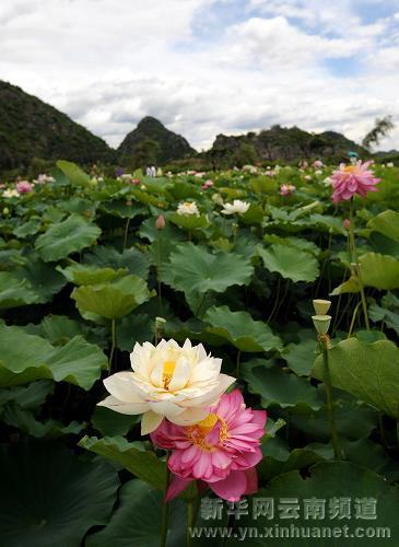 云南：湖光山色美 人在畫中游