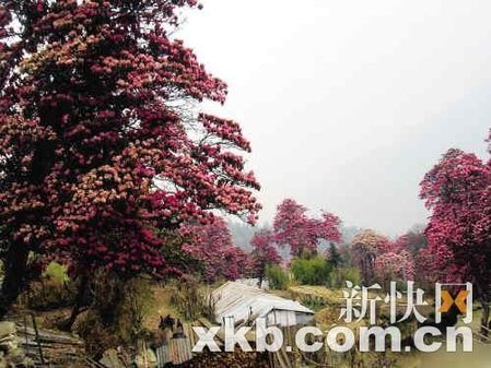 2011上班族年假大計劃 讓旅行再幸福一點