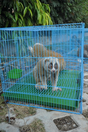 2011普洱國家公園大型野生動物放生車隊抵達普洱 動物全部安然無恙