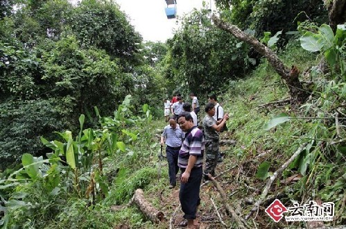 西雙版納野象谷景區老樹砸向索道 致纜車游客1死3傷