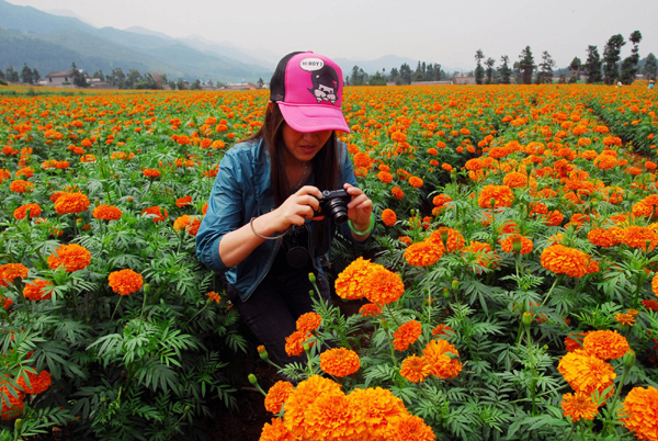 羅平旅游新看點(diǎn)：千畝萬壽菊驚艷綻放