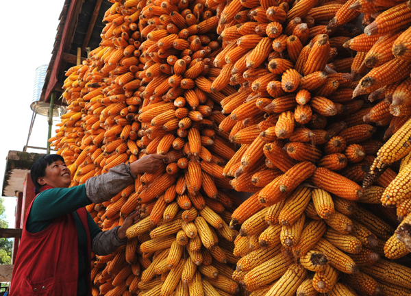 彝鄉抗旱奪豐收