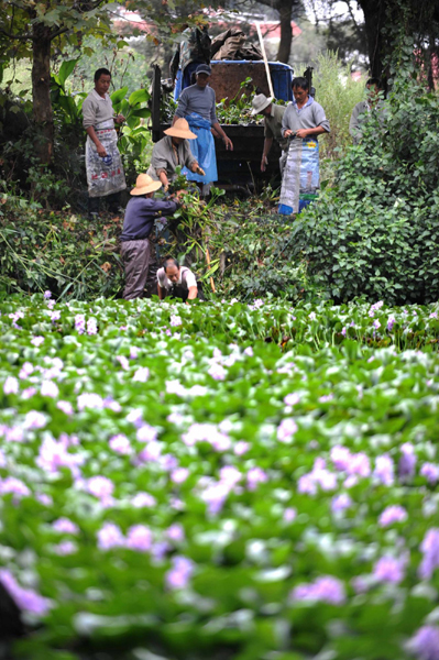 昆明陸續打撈滇池圈養水葫蘆