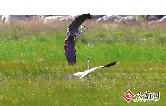 積極探索管護方式 云南擬籌資18億保護濕地