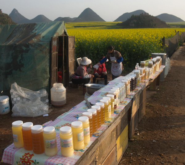 羅平：油菜花熏得游人醉