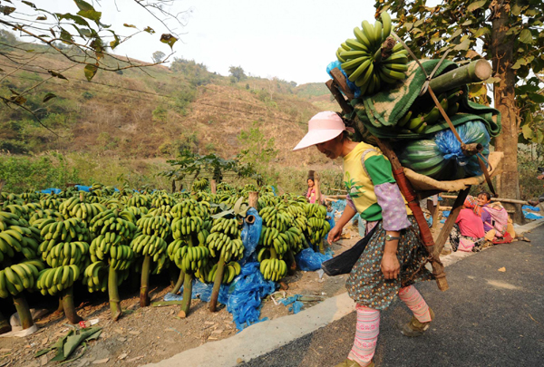 屏邊香蕉豐收時