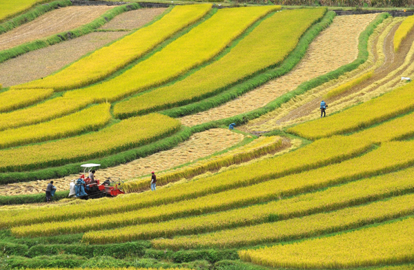 大理：國(guó)慶期間忙秋收