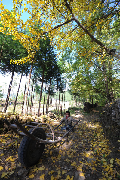 云南極邊第一城:銀杏致富銀杏村