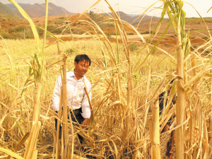 干旱致甘蔗產量銳減 近半紅河糖企因旱挨餓