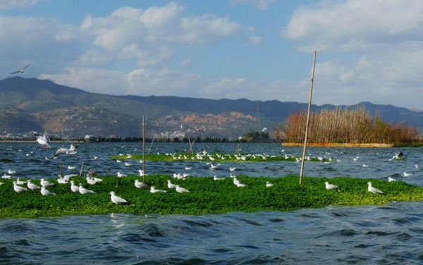 云南省今年投資141億治理滇池