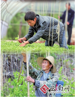 云南省1468個村(組)開展強基惠農“合作股份”工作