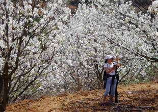 云南個(gè)舊加級寨梨花溝：千樹萬樹梨花開