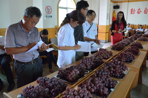 參與賓川葡萄文化旅游節,品嘗“最美葡萄”
